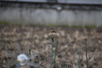bird in the grass