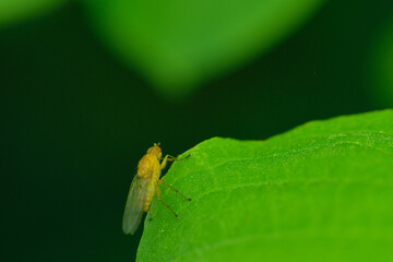 Faulfliege ( Lauxaniidae )