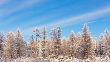 Fototapeta na wymiar Frosty winter forest against a blue sky.