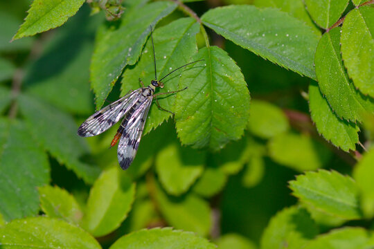 Gemeine Skorpionsfliege