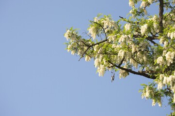 Luxuriantly blooming branches of white acacia on blue sky