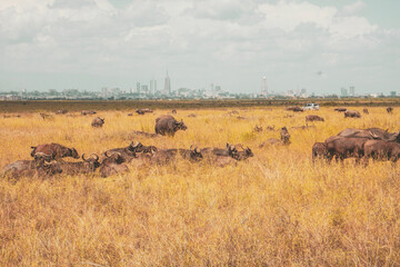 Fototapeta na wymiar A herd of buffaloes grazing in the wild at Nairobi National Park, Kenya