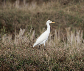 The heron is walking on the farm. hunt for