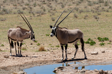 Naklejka na ściany i meble Two oryx at a waterhole in the Kgalagadi Transfrontier Park in South Africa