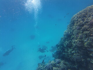 Scuba diver underwater. A group of scuba divers at the bottom of the sea. Underwater world of the Red Sea. Beautiful corals and fish underwater. Freediving.