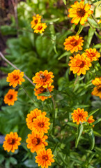 Orange Flowers of Zinnia narrow-leaved close-up on a background of greenery in summer