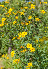 Orange Flowers of Zinnia narrow-leaved close-up on a background of greenery in summer