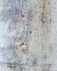 Eucalyptus trunk texture. Smooth wood without bark. Fullscreen