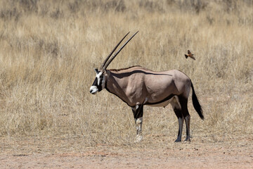 One oryx standing in the Kgalagadi Transfrontier Park in South Africa