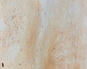 Eucalyptus trunk texture. Smooth wood without bark. Fullscreen