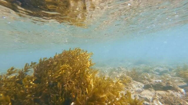 Seaweed in shallow water moving from the oscillation of the wave. Yellow algae.