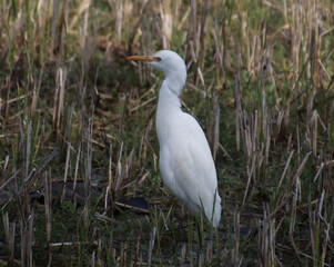The heron is walking on the farm. hunt for