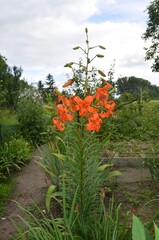 Blooming asiatic lily in the garden