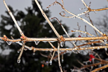 Branches of a tree with leaves, berries and buds covered with ice and icicles in the form of patterns on an natural background. Frozen twigs close-up. 