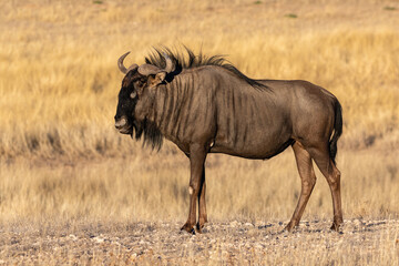 Fototapeta na wymiar Side view of one blue wildebeest in the golden glow of the early morning sun in the Kgalagadi Transfrontier Park in South Africa