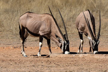 Two oryx at a waterhole in the Kgalagadi Transfrontier Park in South Africa
