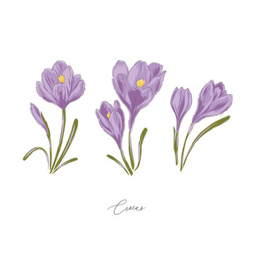 Crocus violet spring Easter flower botanical hand drawn vector illustration set isolated on white. Vintage romantic cottage garden florals curiosity cabinet aesthetic print.