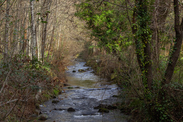 Vegetação e detalhes da Natureza as margens do Rio Mau, freguesia de S. Tiago em Sever do Vouga, Aveiro, Portugal. 