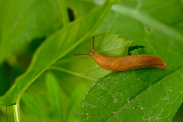 Nacktschnecke im Garten