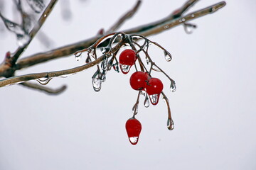 Branches of a tree with leaves, berries and buds covered with ice and icicles in the form of patterns on an natural background. Frozen twigs close-up. 