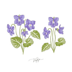 Peri Violet spring Easter flower botanical hand drawn vector illustration set isolated on white. Vintage romantic cottage garden Viola florals curiosity cabinet aesthetic print.