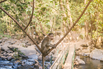Little monkey sitting on a liana in the tropics in jungle.