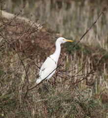 The heron is walking on the farm. hunt for