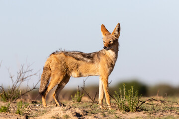 Side view of one standing black-backed jackal in the Kgalagadi Transfrontier Park in South Africa - obrazy, fototapety, plakaty