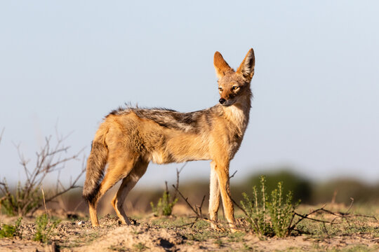Side view of one standing black-backed jackal in the Kgalagadi Transfrontier Park in South Africa