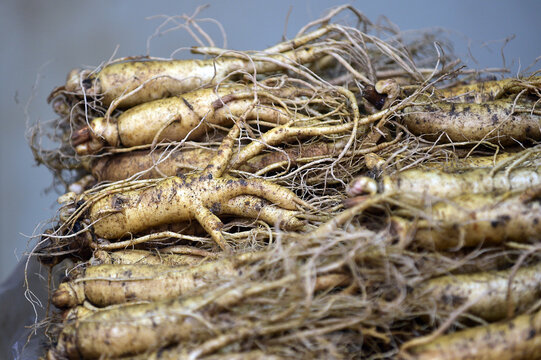 The fresh ginseng grown in Jinan-gun, Jeollabuk-do, Korea.