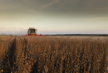 Harvesting of soybean field with combine.