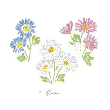 Grecian daisy spring flower botanical hand drawn vector illustration set isolated on white. Vintage romantic cottage garden florals curiosity cabinet aesthetic print.