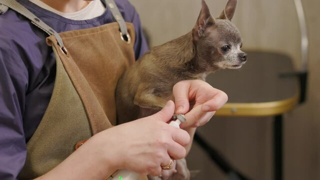 Groomer using electronic device to file the claws of a dog. Groomer trims dog's nails with clipper
