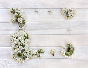 White flowers cherry tree on white wooden planks background with space for text. Top view, flat lay. Spring flowers