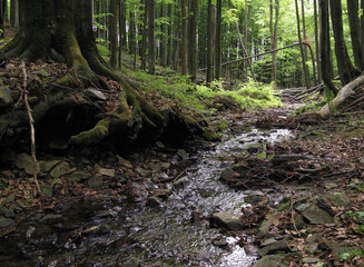 potok w lesie