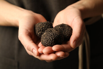Fototapeta Woman holding heap of black truffles in hands, closeup obraz