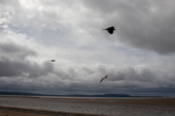 Seabirds in the summertime sky.