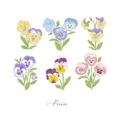 Pansy spring flower botanical hand drawn vector illustration set isolated on white. Vintage romantic cottage garden pansies florals curiosity cabinet aesthetic print. - obrazy, fototapety, plakaty