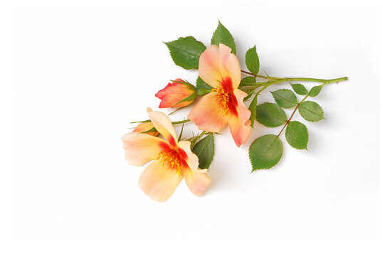 Persische Rose liegt auf wei&szlig;em Hintergrund, 3D-Ansicht