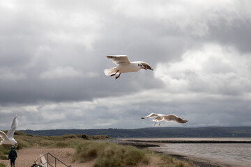 Seabirds in the summertime sky.