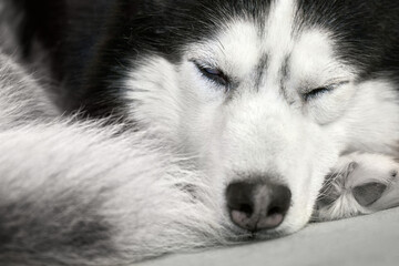 Husky dog sleeps curled up on the couch, close-up, front view
