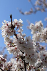 cherry tree blossom