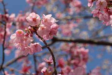 Obraz premium cherry blossom