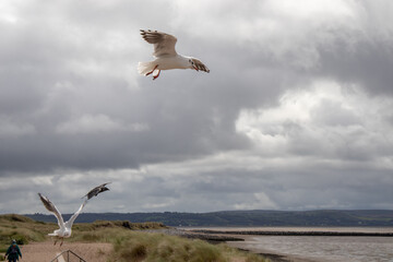 Seabirds in the summertime sky.