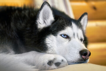 Husky dog sleeps curled up on the couch, close-up, front view