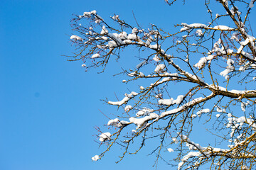 Tree branches with snowballs against cloudless sky