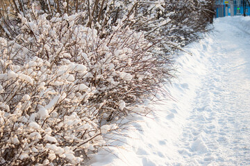 Shrubs covered with snow after heavy snowfall