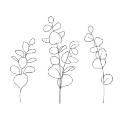 Eucalyptus bundle illustration. Branch with leaves