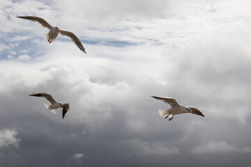 Seabirds in the summertime sky.