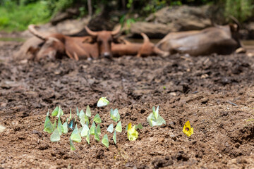 Beautiful swarms of butterflies on the ground. Butterflies are often gathered together. on the ground mixed with manure, You can tell which areas are fertile and look fresh.